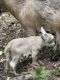 Goat Animals for sale in Dawsonville, GA 30534, USA. price: NA