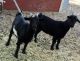 Goat Animals for sale in Fallon, NV 89406, USA. price: NA