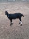 Goat Animals for sale in Acampo, CA 95220, USA. price: $450