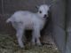 Goat Animals for sale in Spring City, PA 19475, USA. price: $300