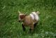 Goat Animals for sale in New Alexandria, PA 15670, USA. price: NA