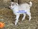 Goat Animals for sale in Brookfield Township, OH, USA. price: NA
