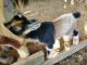 Goat Animals for sale in Fort Lauderdale, FL 33325, USA. price: NA