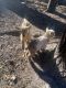 Goat Animals for sale in Springfield, GA 31329, USA. price: NA