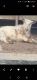 Goat Animals for sale in Blue Ridge, GA 30513, USA. price: $200