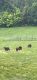 Goat Animals for sale in Alexandria, KY 41001, USA. price: NA