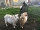 Goat Animals for sale in Corvallis, OR, USA. price: $50