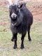 Goat Animals for sale in 1554 Tern Ct SW, Shallotte, NC 28470, USA. price: $150