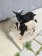 Goat Animals for sale in Fallbrook, CA 92028, USA. price: $250