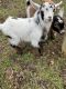 Goat Animals for sale in Charleroi, PA 15022, USA. price: NA