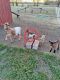 Goat Animals for sale in Chelsea, OK 74016, USA. price: $100
