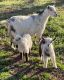 Goat Animals for sale in Fredonia, KS 66736, USA. price: NA