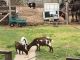 Goat Animals for sale in Sanford, TX 79078, USA. price: NA
