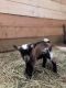 Goat Animals for sale in Elka Park, NY 12427, USA. price: NA