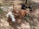 Goat Animals for sale in Crowell, TX 79227, USA. price: $200