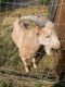 Goat Animals for sale in Laurel County, KY, USA. price: NA
