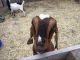 Goat Animals for sale in Spokane Valley, WA, USA. price: $200