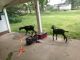 Goat Animals for sale in Lexington, NC, USA. price: NA