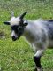 Goat Animals for sale in Conway, South Carolina. price: $250