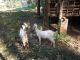 Goat Animals for sale in Thrissur, Kerala 680001, India. price: 8500 INR