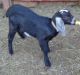 Goat Animals for sale in Staunton, VA 24401, USA. price: NA