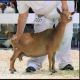Goat Animals for sale in Abu Dhabi - Abu Dhabi - United Arab Emirates. price: NA