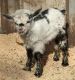 Goat Animals for sale in Ang Thong, Thailand. price: NA