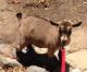 Goat Animals for sale in East Los Angeles, CA, USA. price: NA