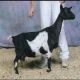 Goat Animals for sale in Ras Ghareb, Qism Ras Ghareb, Red Sea Governorate, Egypt. price: NA