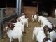 Goat Animals for sale in Boulder, CO, USA. price: NA