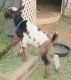 Goat Animals for sale in Los Angeles, CA, USA. price: NA