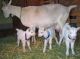 Goat Animals for sale in Atlanta, GA, USA. price: $450