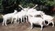 Goat Animals for sale in Atlanta, GA, USA. price: $400
