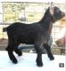 Goat Animals for sale in Los Angeles, CA, USA. price: NA