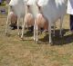Goat Animals for sale in El Paso, TX, USA. price: NA