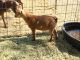 Goat Animals for sale in Fallbrook, CA 92028, USA. price: NA