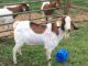 Goat Animals for sale in Wilmington, DE 19802, USA. price: NA