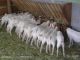 Goat Animals for sale in TX-121, Blue Ridge, TX 75424, USA. price: $200