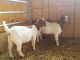 Goat Animals for sale in Bellefontaine, OH 43311, USA. price: $400