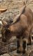 Goat Animals for sale in Long Rd, Watkinsville, GA 30677, USA. price: $150