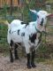 Goat Animals for sale in Floral City, FL 34436, USA. price: NA