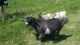Goat Animals for sale in Adonis Ridge Rd, Sistersville, WV 26175, USA. price: NA