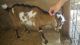 Goat Animals for sale in OH-56, Circleville, OH 43113, USA. price: NA