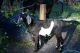 Goat Animals for sale in Barberville, FL 32130, USA. price: $300