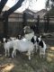 Goat Animals for sale in Fresno, CA 93722, USA. price: NA