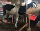 Goat Animals for sale in Kendallville, IN 46755, USA. price: $600