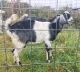 Goat Animals for sale in Kendallville, IN 46755, USA. price: NA