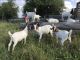 Goat Animals for sale in Houston, TX 77076, USA. price: NA