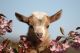 Goat Animals for sale in Williamsburg, OH, USA. price: NA