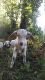 Goat Animals for sale in Yadkin County, NC, USA. price: $200